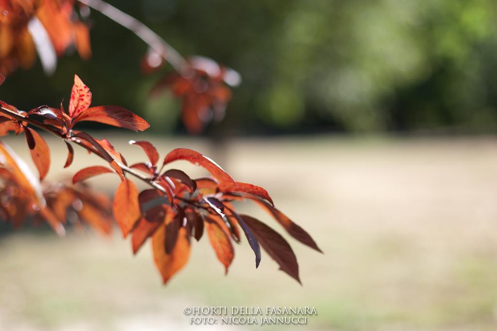 Horti Della Fasanara Pension Ferrara Buitenkant foto